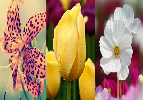 عکس های جدید و فوق زیبا از قشنگترین گل ها برای پس زمینه ی موبایل